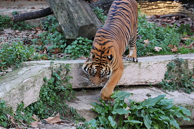 Zoo de Barcelona 14-12-11 267 Zoo de Barcelona 14-12-11 267