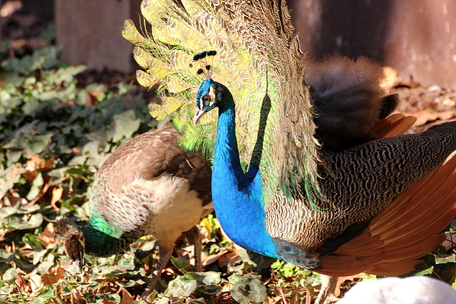 Zoo de Barcelona 14-12-11 001 Zoo de Barcelona 14-12-11 001