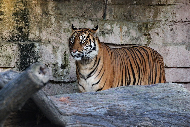 Zoo de Barcelona 14-12-11 252 Zoo de Barcelona 14-12-11 252