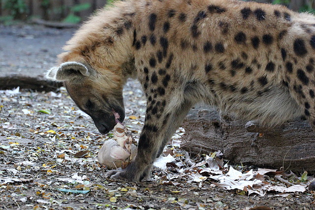 Zoo de Barcelona 14-12-11 082 Zoo de Barcelona 14-12-11 082