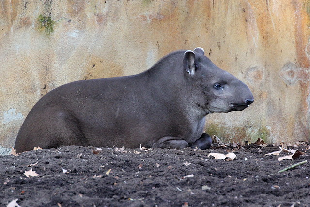 Zoo de Barcelona 14-12-11 072 Zoo de Barcelona 14-12-11 072