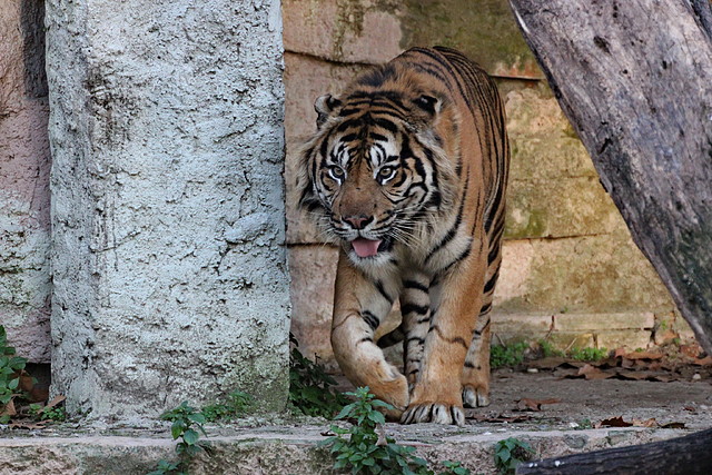 Zoo de Barcelona 14-12-11 254 Zoo de Barcelona 14-12-11 254