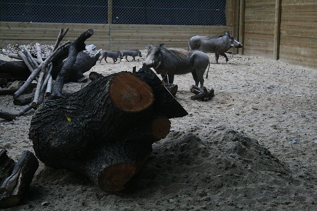 Zoo de Barcelona 19-11-10 093 Zoo de Barcelona 19-11-10 093
