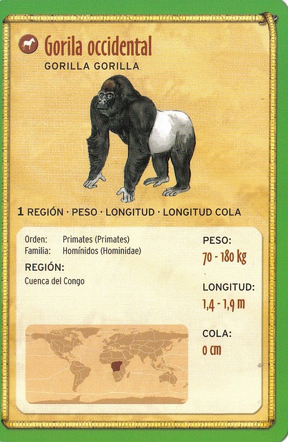 gorila occidental