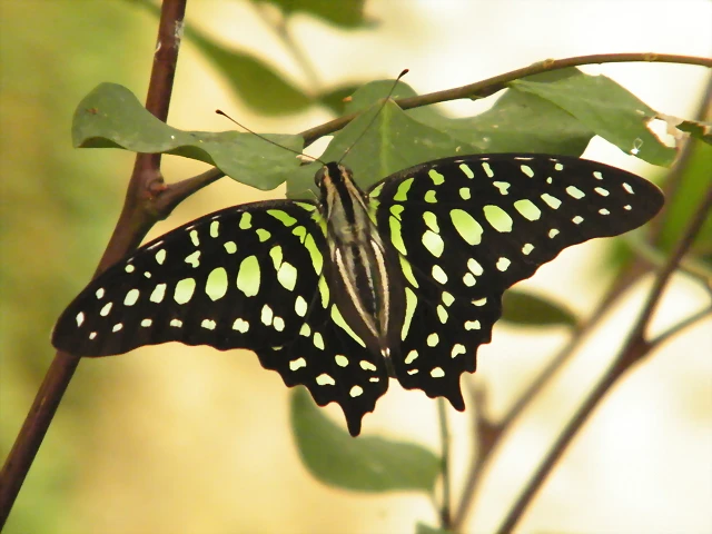 Mariposa Cola De Jay