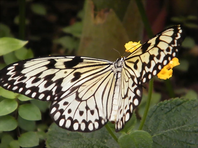 Mariposa Dama Filipina