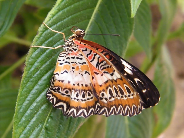 Cethosia Biblis Por Detras