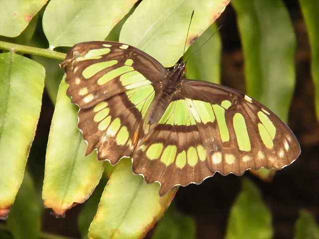 Mariposa Malaquita