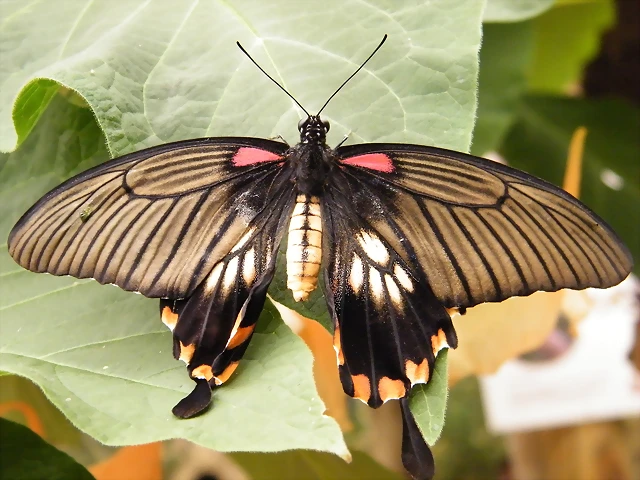 Mariposa Alas De Pajaro Troides