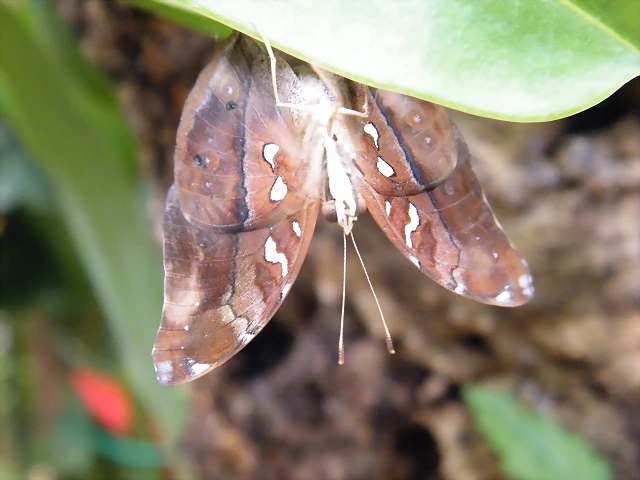 Mariposa Hoja (Desconocido Por Detras)