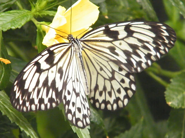 Mariposa Dama Filipina 2