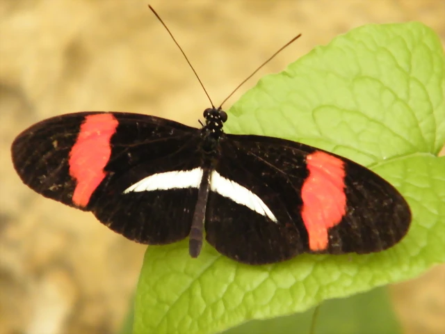 Mariposa Cartero