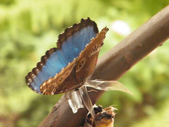 Morfo Azul Por Detras