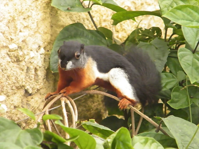 Ardilla Tricolor