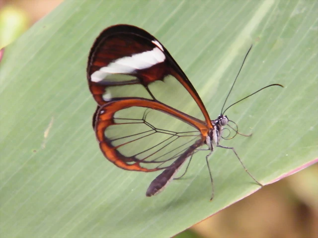 Mariposa Alas De Cristal 2