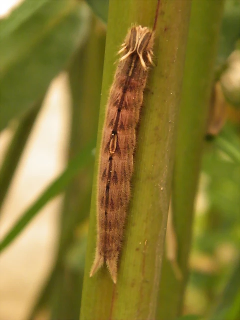 Oruga De Mariposa B?ho