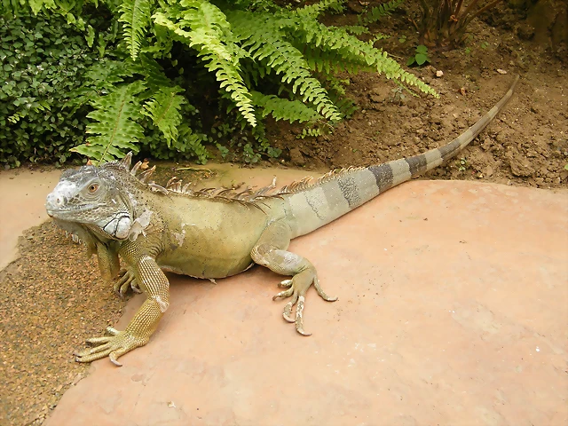 Iguana Com?n