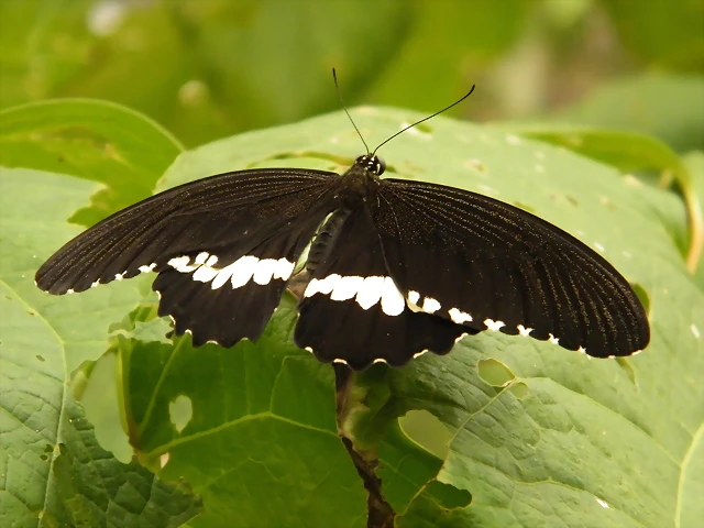 Mariposa (Desconocido) (2)