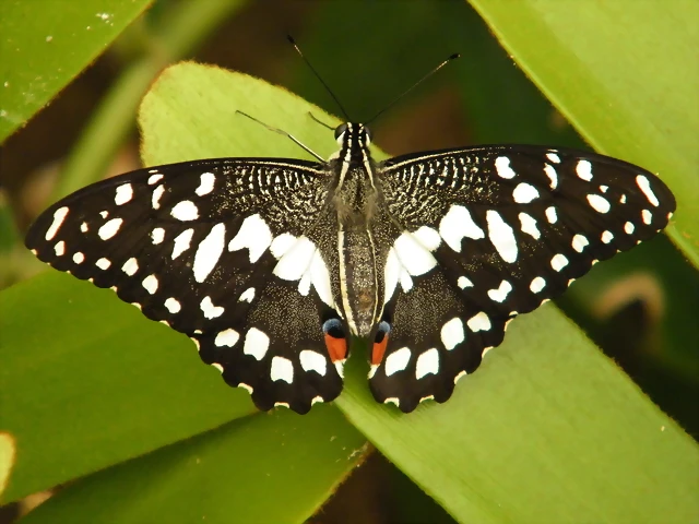 Papilio Ajedrez