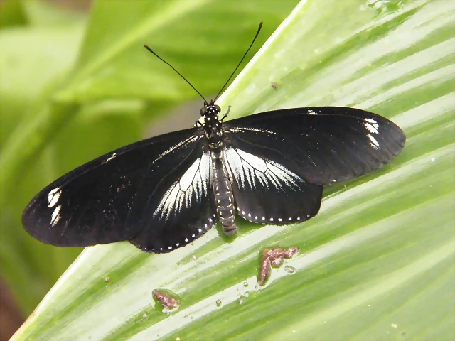 Mariposa (Desconocido) 2