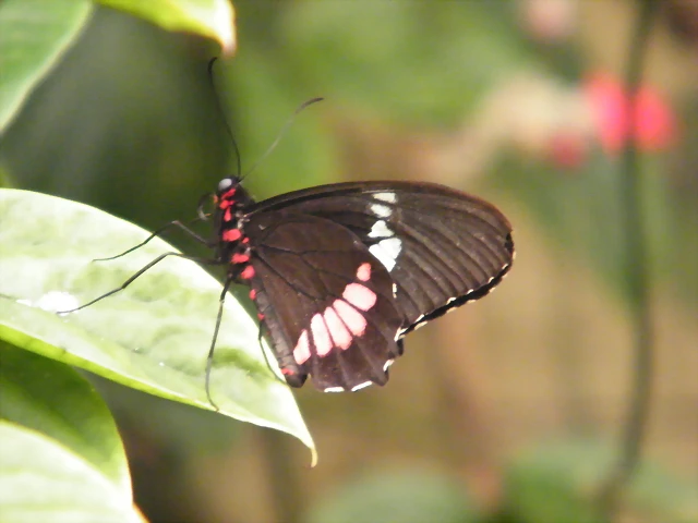 Mariposa Trasandina Por Detras