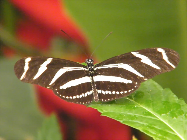 Mariposa Cebra