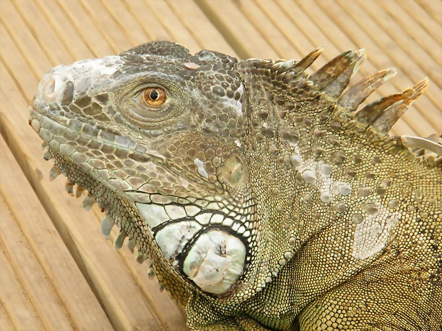 Perfil De Iguana Com?n