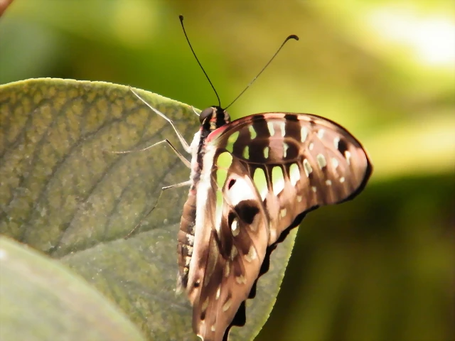 Mariposa Cola De Jay Por Detras