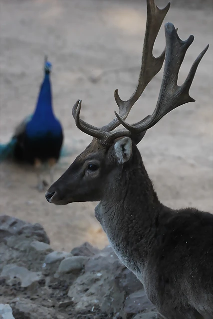 Zoo de Barcelona 12-03-12 236 Zoo de Barcelona 12-03-12 236