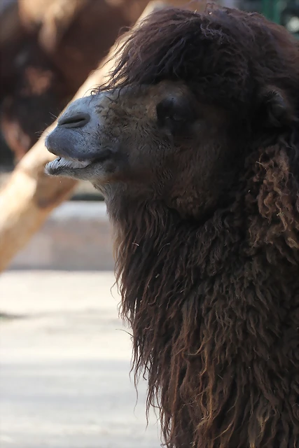 Zoo de Barcelona 12-03-12 058 Zoo de Barcelona 12-03-12 058
