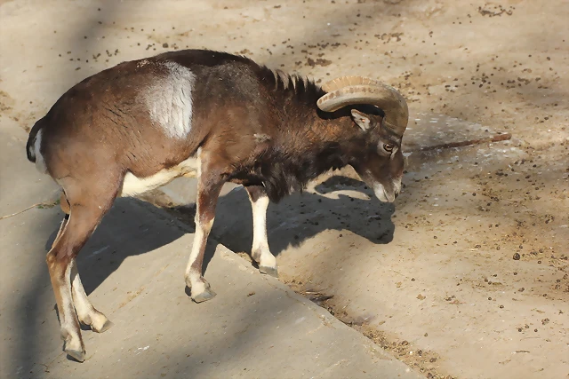 Zoo de Barcelona 12-03-12 104 Zoo de Barcelona 12-03-12 104