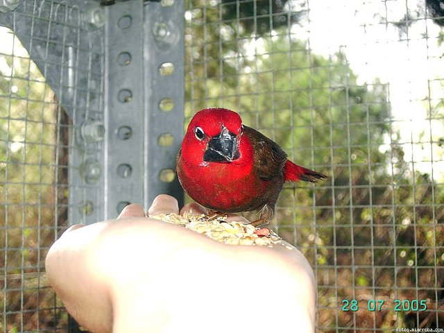 pajaro de ana