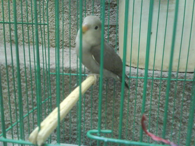 Aviario Sioux