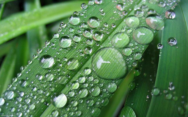 Raindrops-on-Grass-1