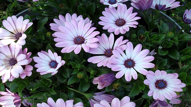 Purple-Flowers-1