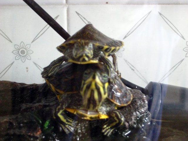 tortugas