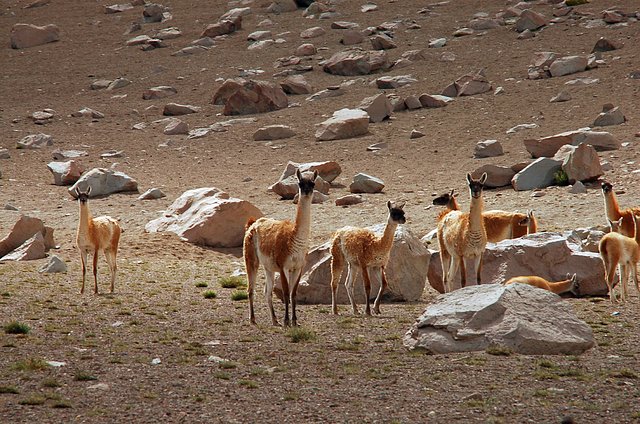 guanacos