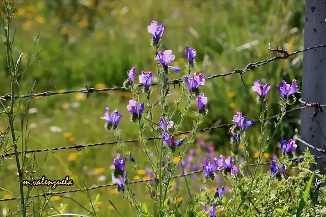 01, flores y alambradas, marca