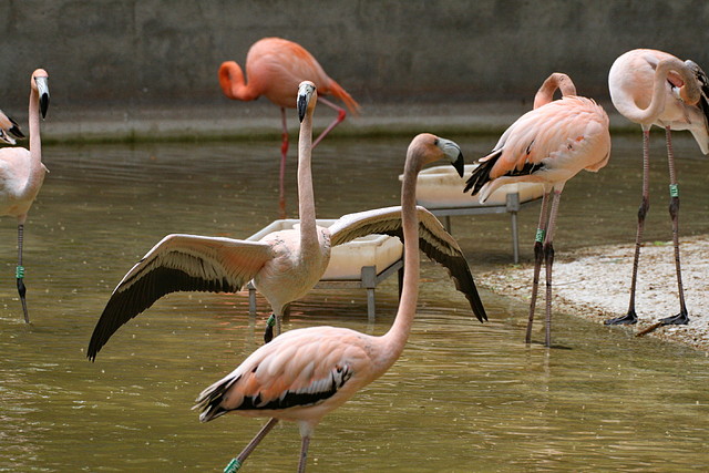 Zoo de Barcelona 24-04-11 759 Zoo de Barcelona 24-04-11 759