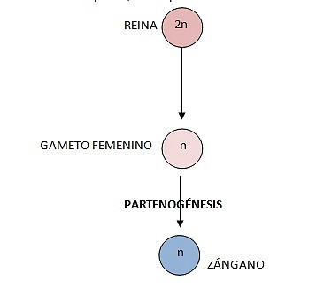 ZANGANO1 ZANGANO1