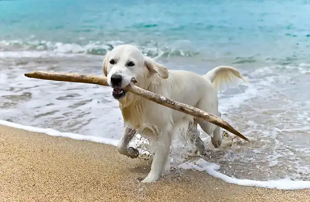 perro-palo-jugando-playa