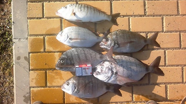sargos sargos