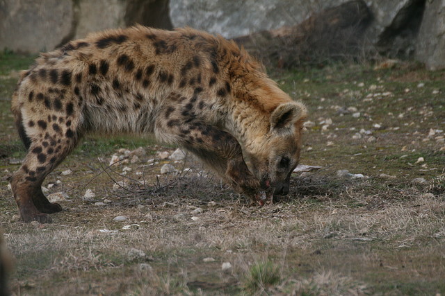 Zoo Lyon + Safari Peaugres febrer 2011 1433 Zoo Lyon + Safari Peaugres febrer 2011 1433