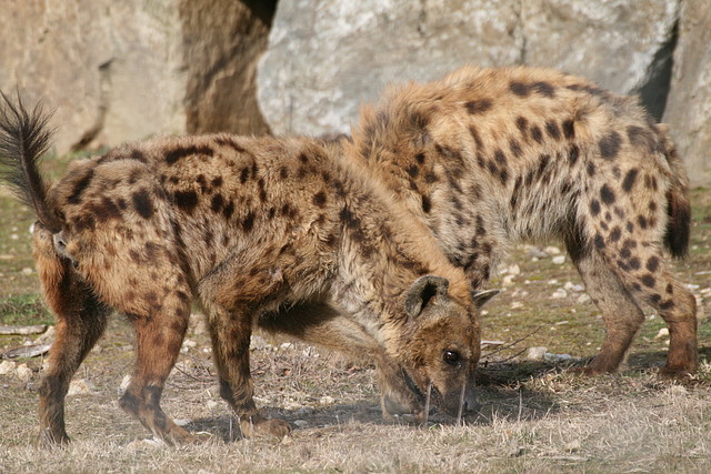 Zoo Lyon + Safari Peaugres febrer 2011 1444 Zoo Lyon + Safari Peaugres febrer 2011 1444