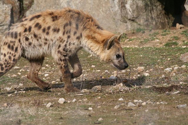 Zoo Lyon + Safari Peaugres febrer 2011 1451 Zoo Lyon + Safari Peaugres febrer 2011 1451