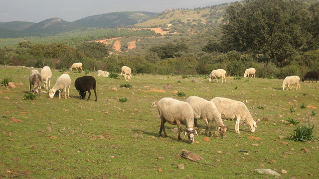 DESDE SOLANILLAS. VILLAMALO. ENER.2010