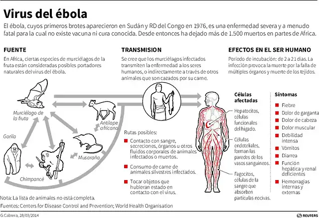 ebola-brote-africa-grave-oms-260614