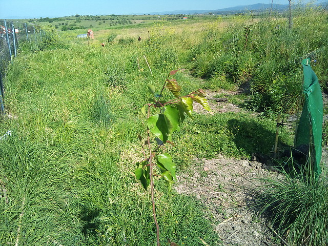 betula pendula