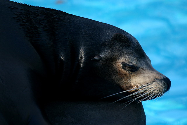 Zoo de Barcelona 04-03-11 793
