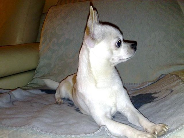 PERFIL DUQUE PERFIL DUQUE